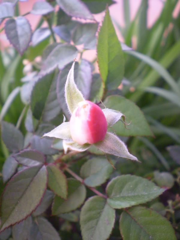 PB110486.jpg