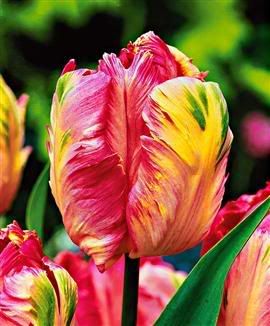 TulipaniApricotParrot.jpg
