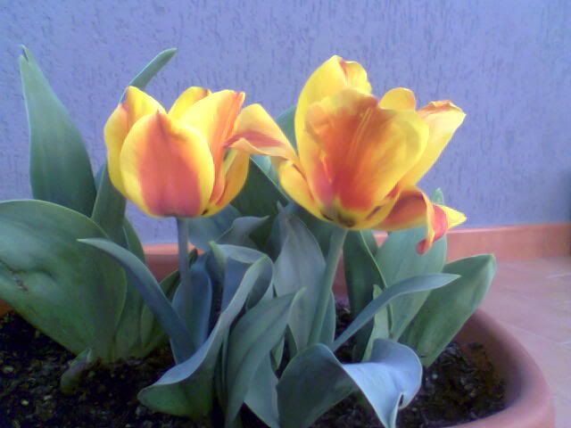 Tulipaninani.jpg