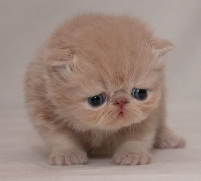 <img:http://i141.photobucket.com/albums/r47/autumnmalice/cute-sad-kitten06.jpg>