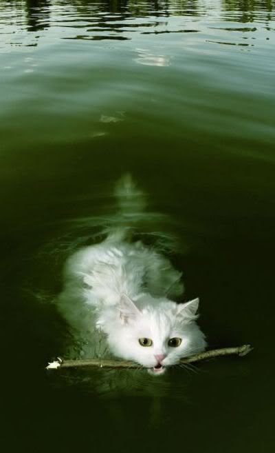 cat_in_water.jpg image by raj_km cat_in_water.jpg image by raj_km