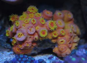 TubeCoral.jpg