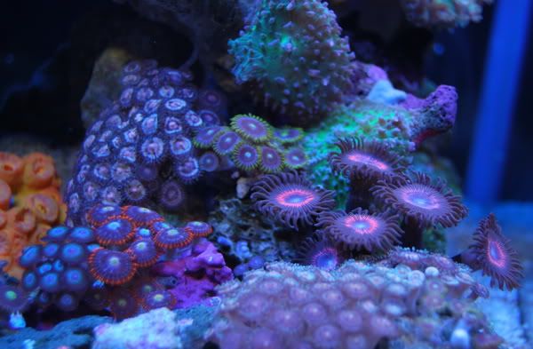 Zoas.jpg