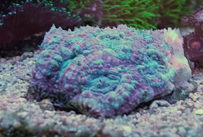 Acan01.jpg