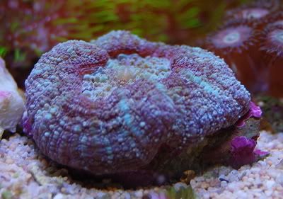 Acan02.jpg