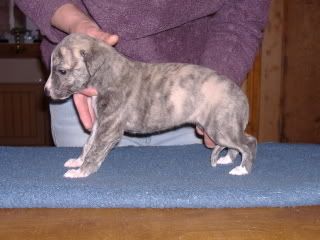 PUPPIES4WEEKS008.jpg