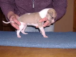 PUPPIES4WEEKS011.jpg