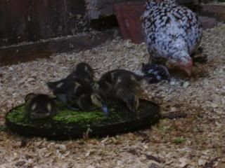 ducklings012.jpg