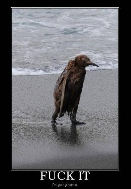 funniest photo: funniest wetbird.jpg