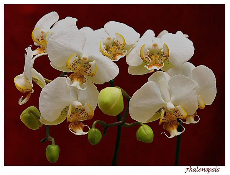 Phalenopsis_800.jpg