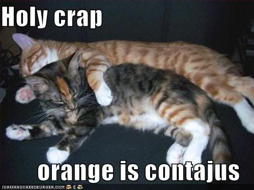 funny-pictures-cats-contagious-oran.jpg
