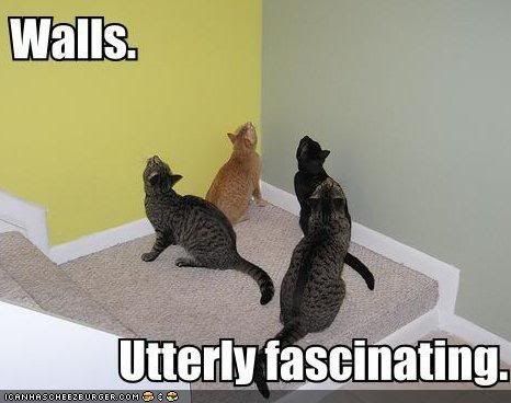 funny-pictures-walls-utterly-fascin.jpg