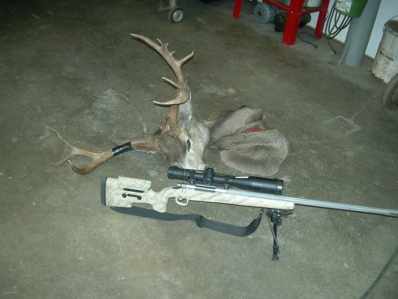 mulie8.jpg