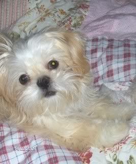 Roxi