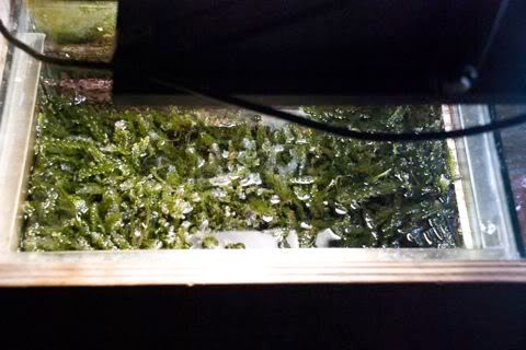 Macroalgae.jpg