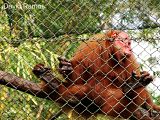 Mono de cara roja, Iquitos-Perú