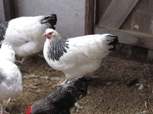 Backyard Poultry Forum View Topic For Sale Sussex Coronation