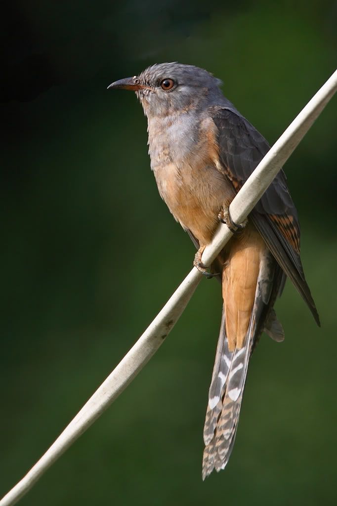 八声杜鹃 plaintive cuckoo