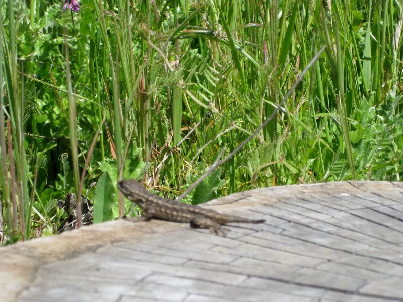Lizzy Lizard!