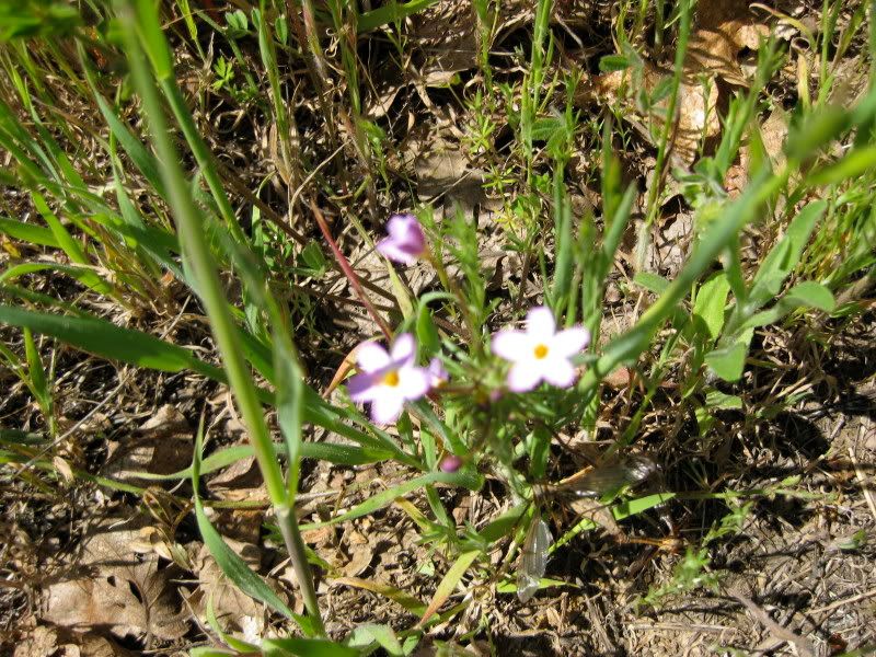 Flower Flower we couldnt id.
