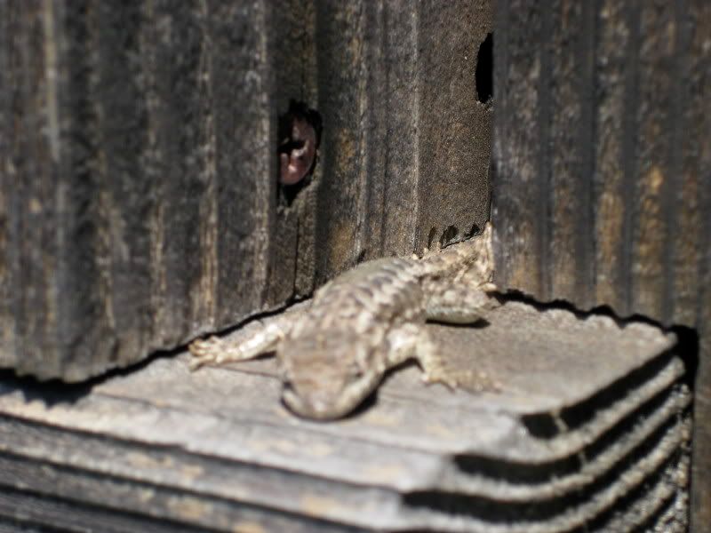 More Lizzy Lizard 2!
