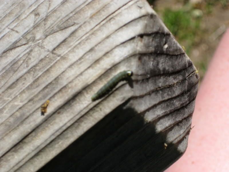 Inchy Inchworm!