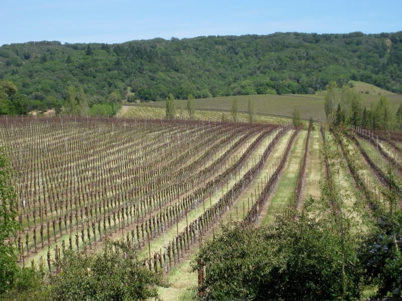 Lots o vines