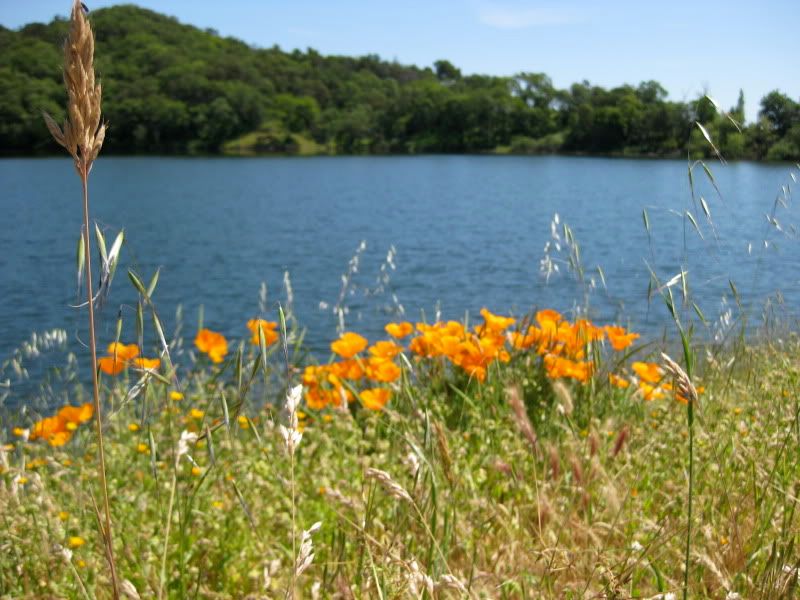 Poppies!