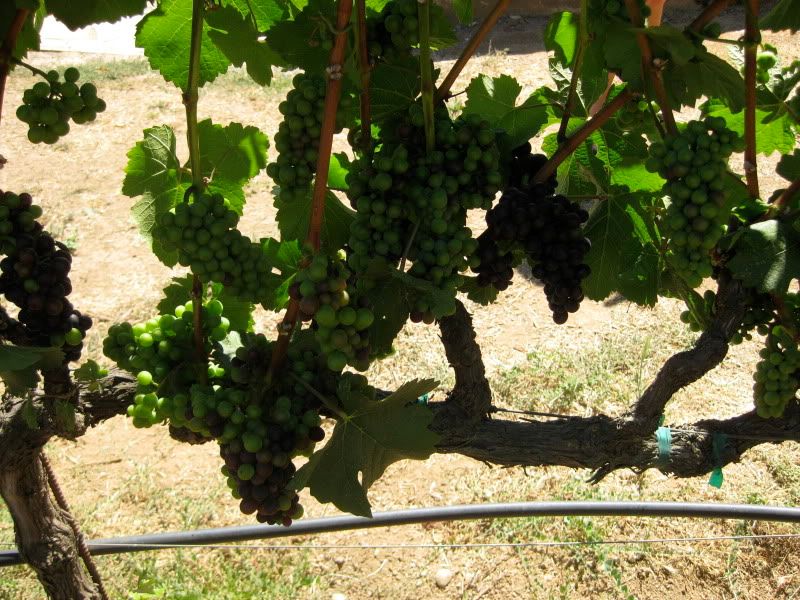 And grapes.