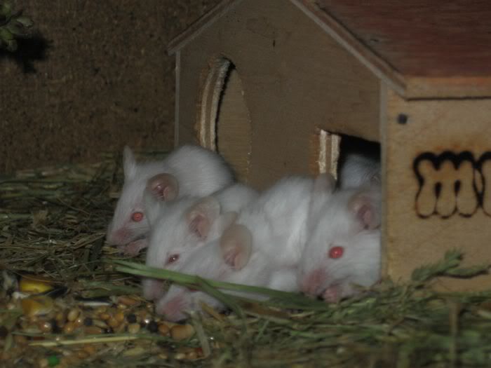 Babys.jpg