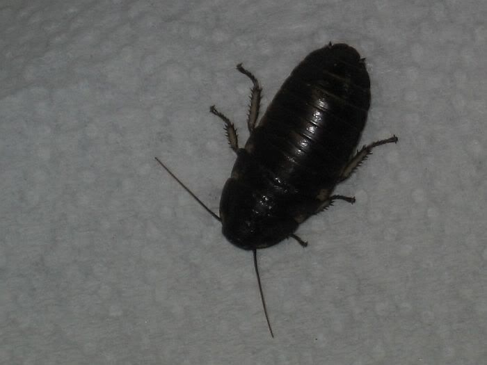 Schab-1.jpg