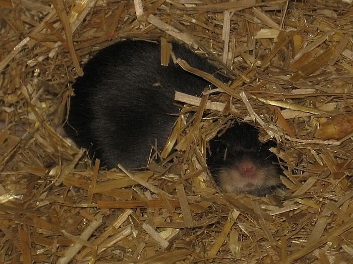 schwarz-2.jpg
