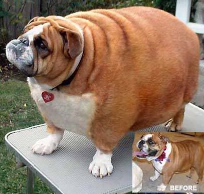 fat_dog.jpg fat dog picture by williamdominic