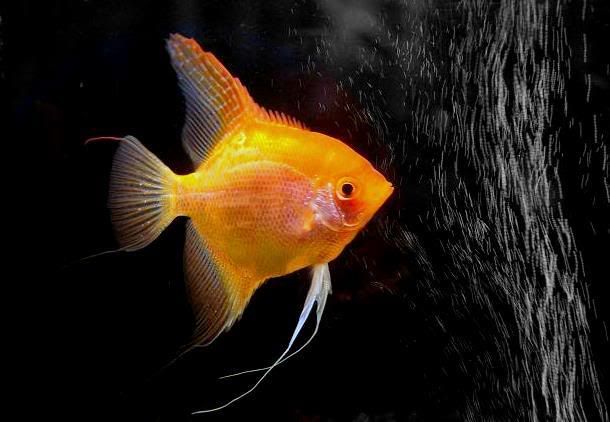 Peces tropicales