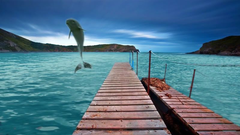 dolphin.jpg