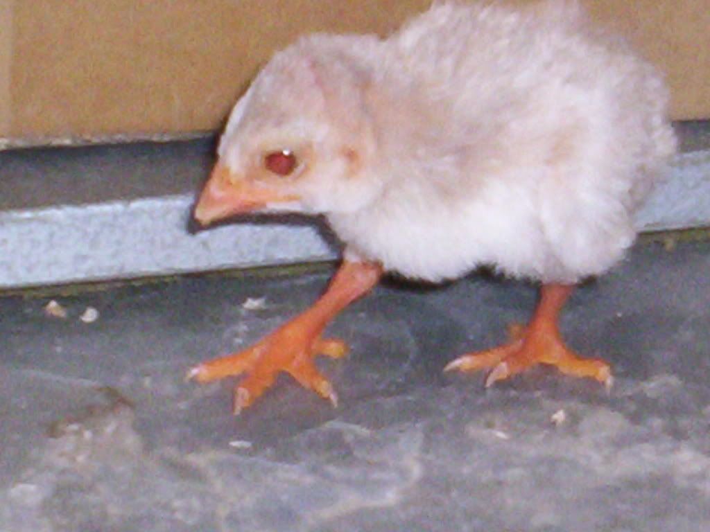 Backyard Poultry Forum View Topic It Is A Cinnamon Guinea Fowl