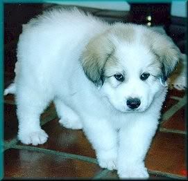 Great Pyrenees Puppy