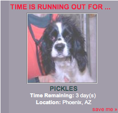 Pickles Pictures, Images and Photos