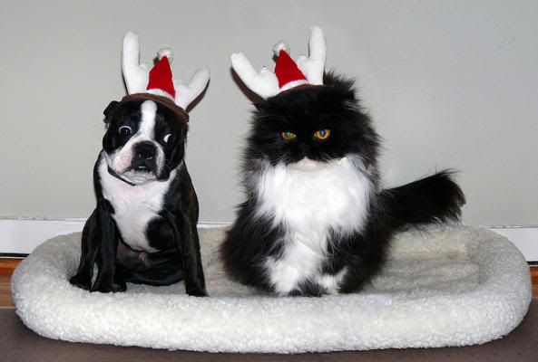 kittenandpuppy.jpg