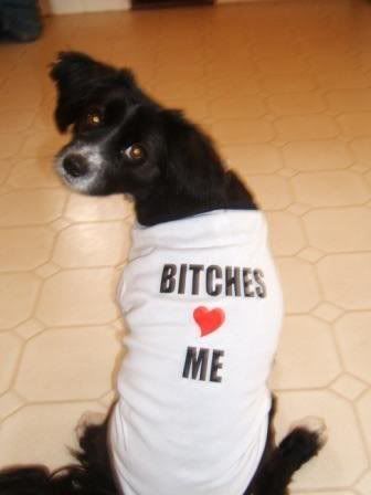 dog.jpg