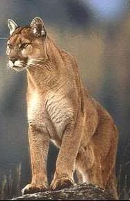 cougar-logo2.jpg