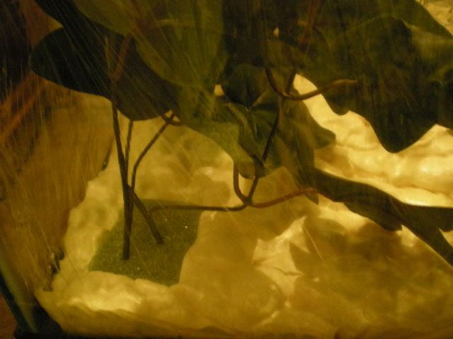 DSCN1007.jpg