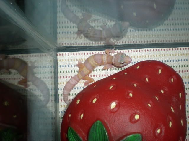 DSCN1233.jpg