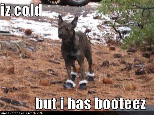 funny-dog-pictures-i-has-booties.jpg
