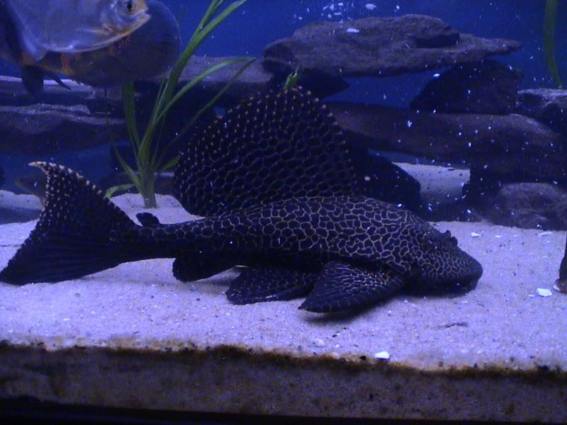 Finir par connaître Ropefish