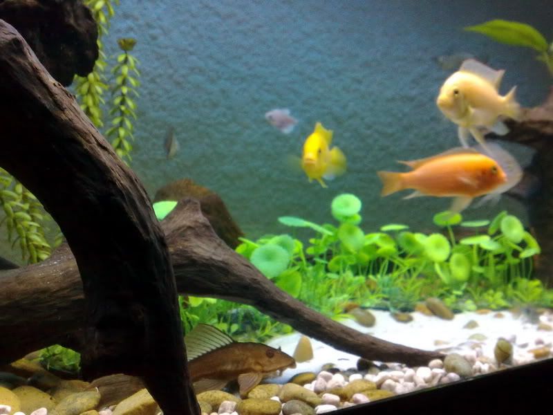 topic về những hình ảnh chụp bằng điện thoại di động