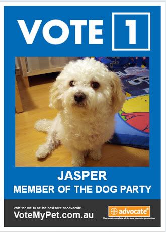 Vote Jasper to be the face of Advocate - cutest dog