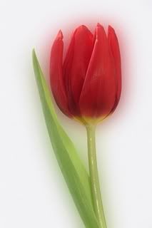 Red_Tulip.jpg