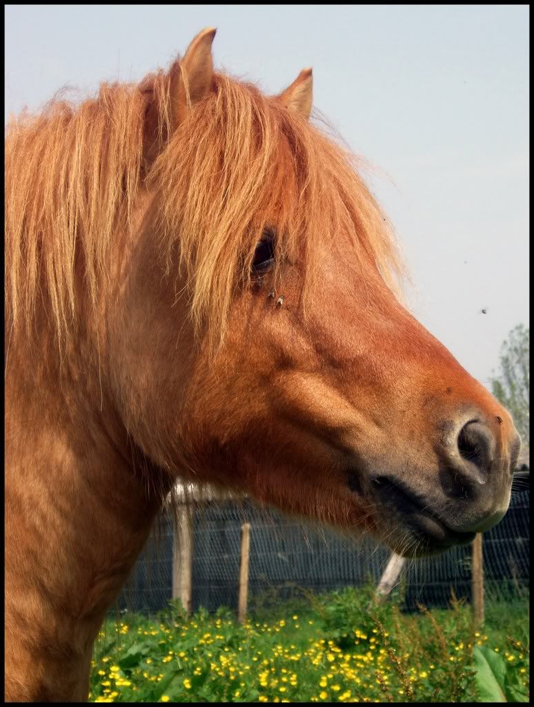 Rencontre animaux saillie