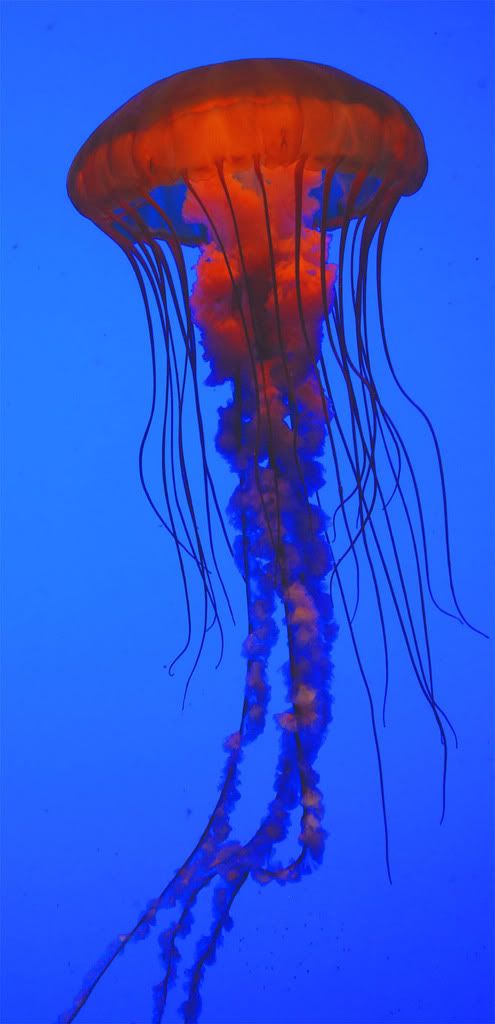 JellyFish.jpg